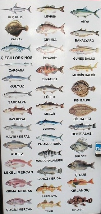 Разновидности рыб в Турции